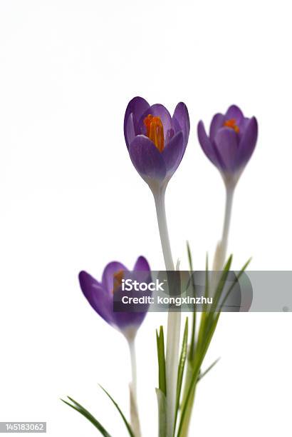 Lila Krokus Blumen Isoliert Auf Weißem Hintergrund Stockfoto und mehr Bilder von Bildhintergrund - Bildhintergrund, Blatt - Pflanzenbestandteile, Blume