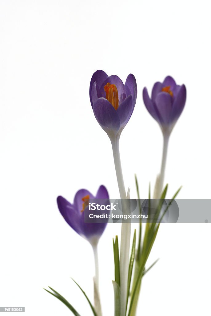 Fiori di Croco viola isolato su sfondo bianco - Foto stock royalty-free di Aiuola
