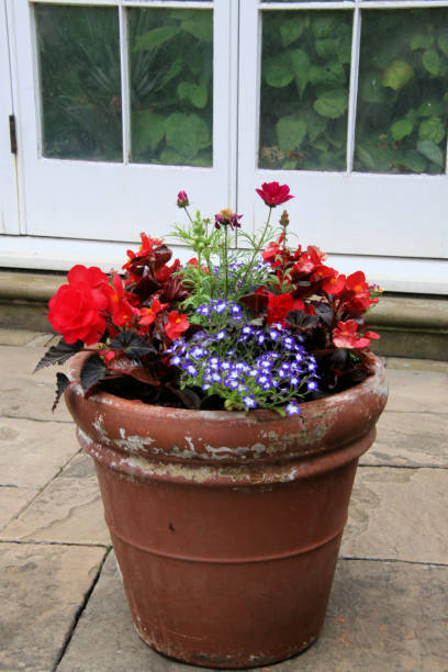 istock A view of some flowers 1451834032