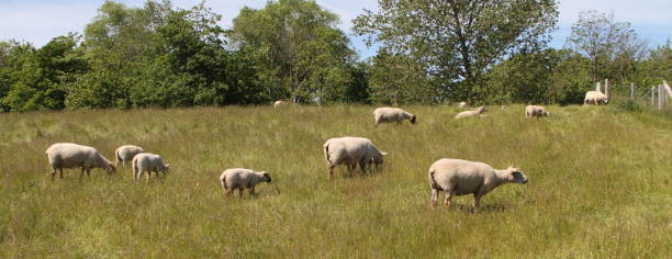 istock a flock of sheep 1451835081