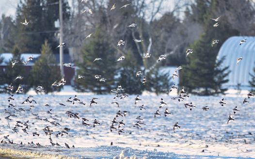 A large flock of snow buntings flying over farmhouses in search of grains by country road near Minesing, Ontario, Canada