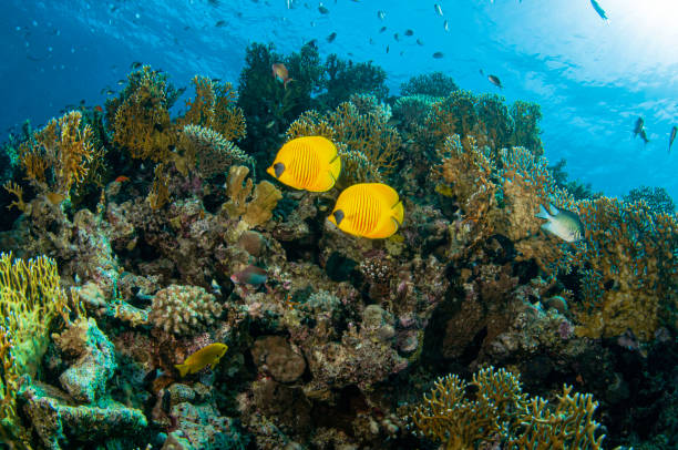 red sea underwater seascape - 蝴蝶魚 個照片及圖片檔