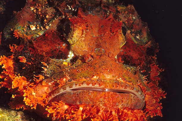 scorpionfish stock photo