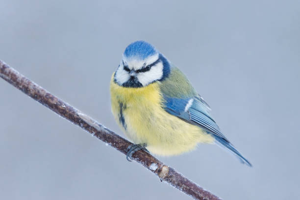 istock Eurasian blue tit (Cyanistes caeruleus) sitting on a branch in winter. 1451836929