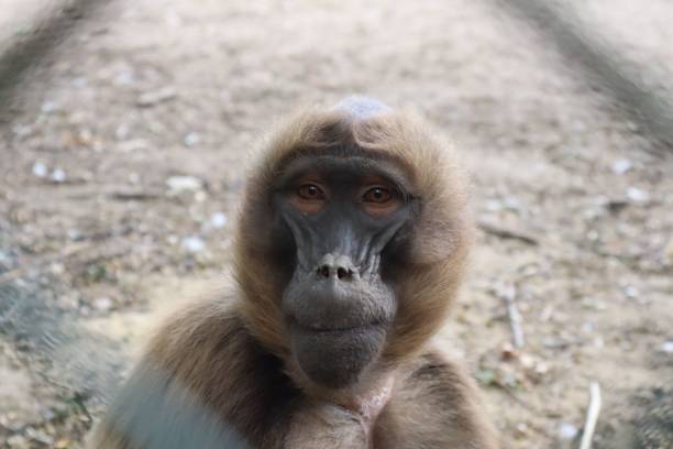 istock Closeup of a cute monkey 1451837166