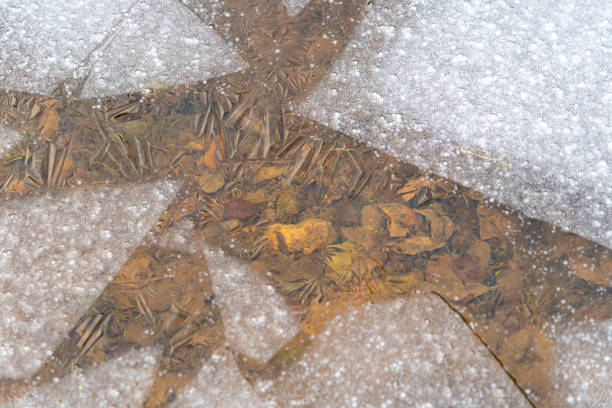 A frozen lake in December with intricate ice patterns and fallen leaves glowing through