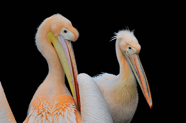 Pelicans on black background stock photo