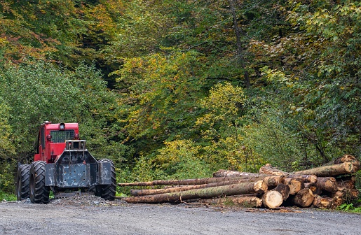 A tractor next to cut tree logs in a forest during the daytime