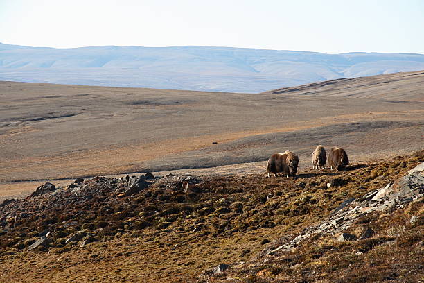 istock Muskox in Arctic Tundra 145183921