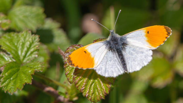 Orange tip butterfly Orange tip butterfly (Anthocharis cardamines), Norfolk, UK anthocharis cardamines stock pictures, royalty-free photos & images