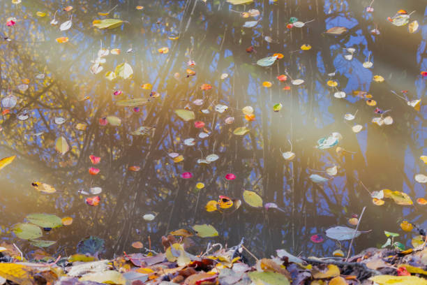 Free picture: floating, yellow leaves, reflection, water, sunrays, blur ...