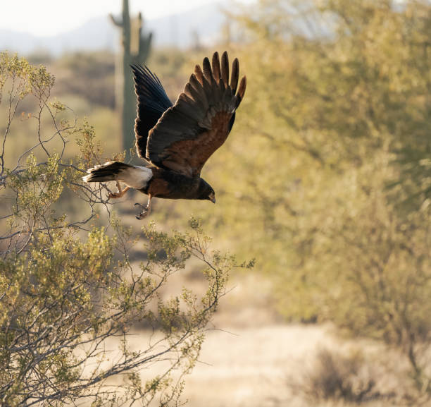 istock Harris hawk taking flight The McDowell Sonoran Preserve 1451842188