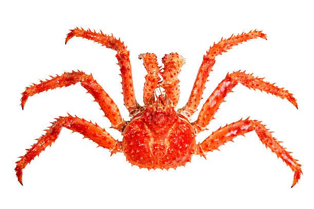 Giant spiky crab with long claws on white background