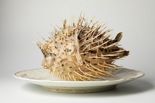 puffer fish close-up on a vintage plate on a white background