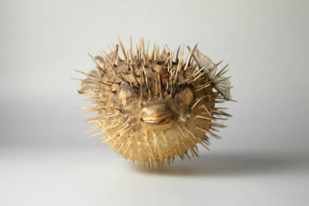 istock puffer fish close-up on a white background 1451842698