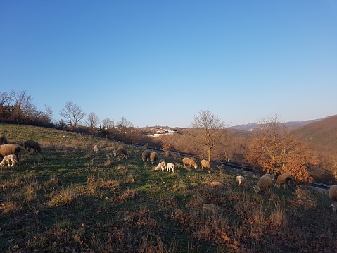 Sheeps in the field