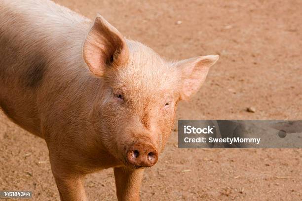 Pink Pig Stock Photo - Download Image Now - Agriculture, Animal, Animal Nose