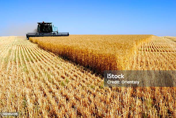 Cosechadora Combinar Foto de stock y más banco de imágenes de Agricultura - Agricultura, Aire libre, Alimento