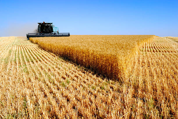istock Harvest combine in wheat field 145184498