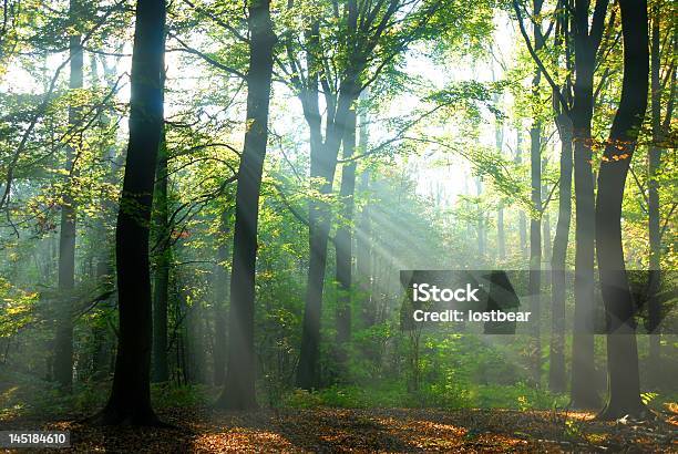 Sunbeams Pour Into An Autumn Forest Stock Photo - Download Image Now - Horizontal, No People, Photography