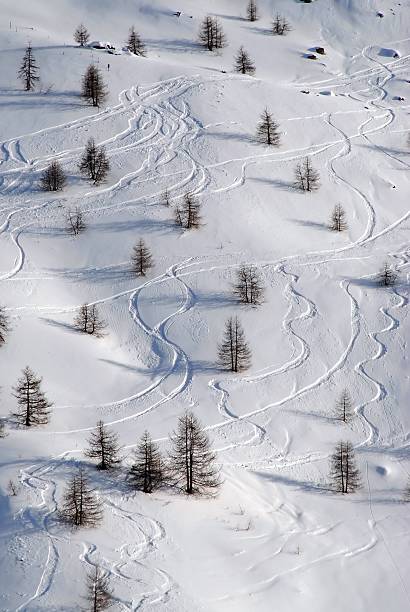 Trails of skiers between the trees stock photo