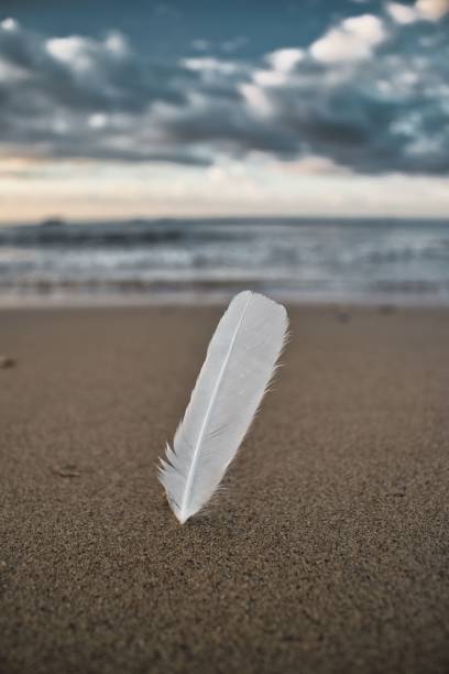 White bird feather on a sandy beach, Isle of Wight, England