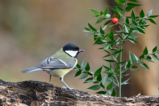 Great tit (Parus maior)