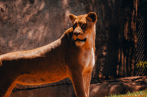 Photo of a lion in safari