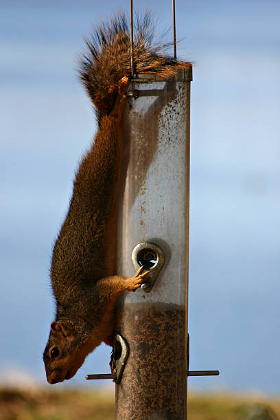 Squirrel on bird feeder stock photo