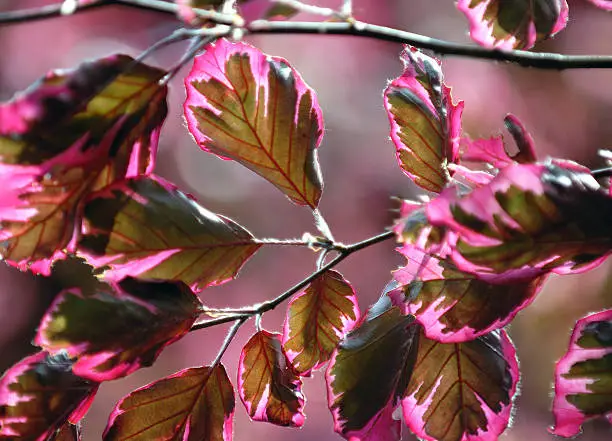 Backlit leaves of Tricolor Beech, with an unique rose-pink, green and purple color pattern