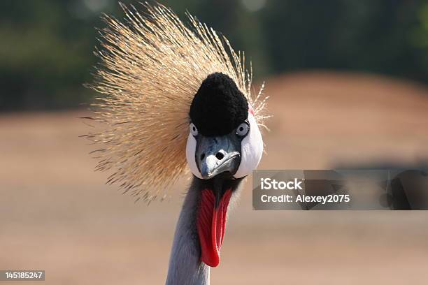 Black Crowned Crane Stock Photo - Download Image Now - Africa, Animal, Animal Body Part