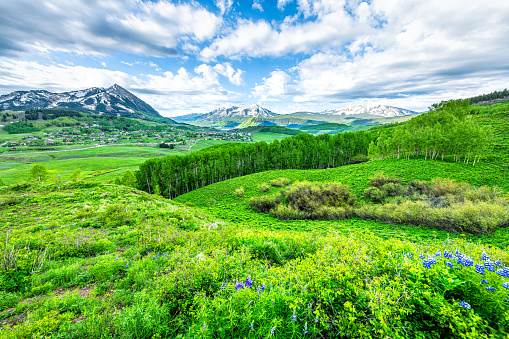 Wide angle view of Mount Crested Butte, Colorado ski resort town in summer with lush green grass by many purple blue lupine flowers, aspen tree forest