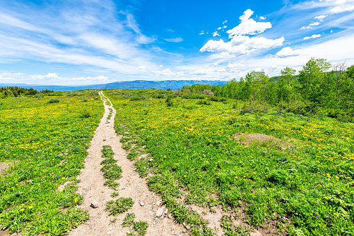 Hiking trail in the meadow
