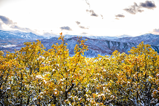 Aspen, Colorado mountains at Roaring fork valley high angle view of autumn fall or winter with snow covered oak tree foliage yellow golden leaves