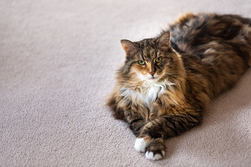 Closeup portrait of one fluffy cute calico maine coon cat lying on carpet in bedroom or living room with crossed paws, looking at camera