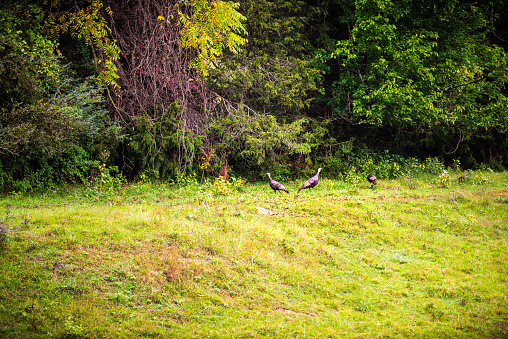 Wild turkeys turkey birds wildlife feeding on green grass in Buena Vista, Virginia by forest in rural countryside