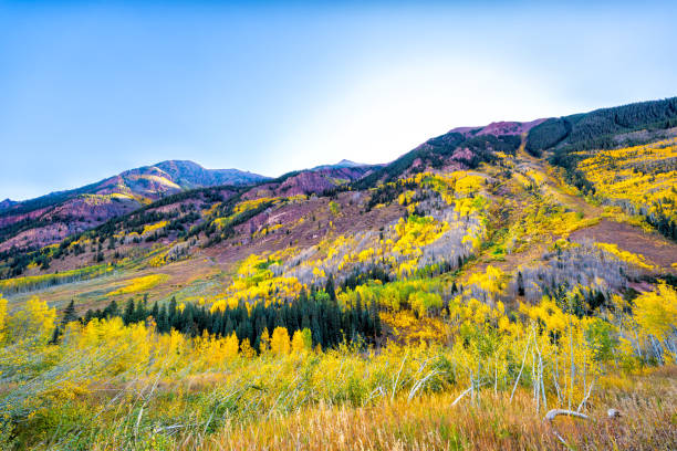Aspen Colorado Rocky mountain Maroon Bells elk mountain range at sunrise with aspen trees forest foliage autumn fall, white river national forest Aspen Colorado Rocky mountain Maroon Bells elk mountain range at sunrise with aspen trees forest foliage autumn fall, white river national forest goldco stock pictures, royalty-free photos & images