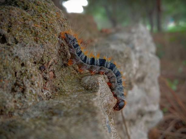istock Closeup of a Pine processionary crawling on a rock 1451854058