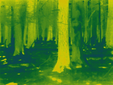 An infrared camera was used to capture this image of trees in a forest during the winter.