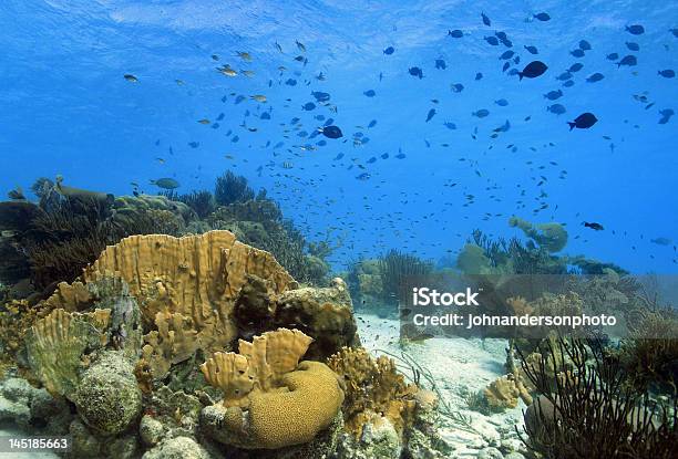 산호색 산호초 풍경 보네르에 대한 스톡 사진 및 기타 이미지 - 보네르, 산호초, 네덜란드