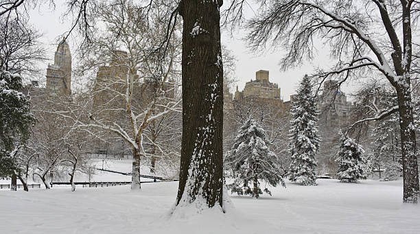 istock Snow storm in the park 145185809