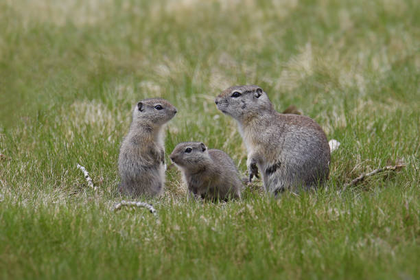istock Family of Belding's Ground Squirrels (adult and two juveniles) (urocitellus beldingi) 1451859448