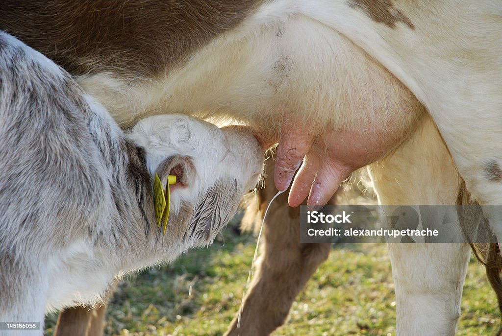 baby di mucca - Foto stock royalty-free di Agricoltura