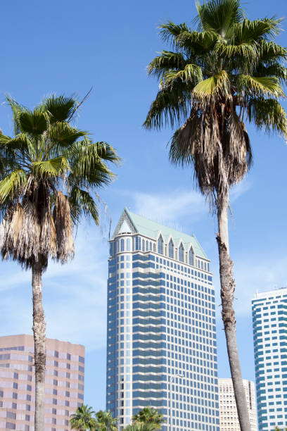 istock Tampa Skyscrapers And Palm Trees 1451861495