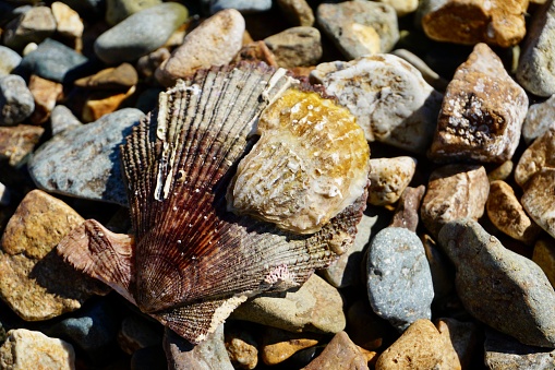 The shell is lying on a stone beach. Another shell stuck to the shell. A beautiful Jacobs shell lies on the pebbles.