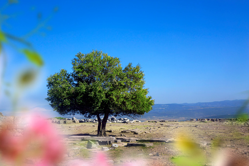 Single tree on barren countryside landscape