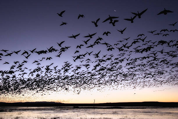 Flock of birds in flight in morning stock photo