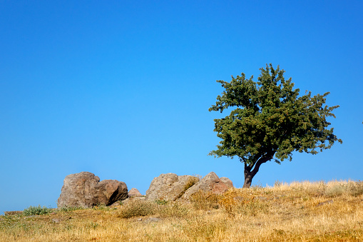 One rhejri (prosopis cineraria) tree in the thar desert ( great indian desert) under cloudy blue sky