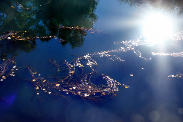 Closeup water surface and plant