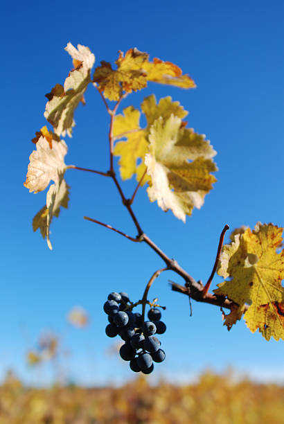 Wine Grapes on the Vine stock photo